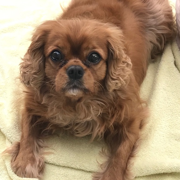 Meet your Posher, Perla - Picture 2 of 5